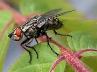Graue Fleischfliegen (Sarcophaga carnaria) 03